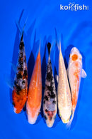 PACK OF (5) 4-5" GINRIN STANDARD KOI