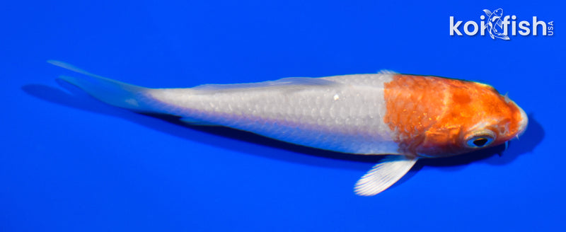3.5" HARIWAKE