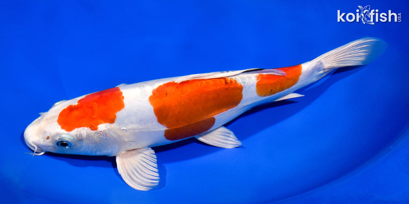 10.75" HEISEI NISHIKI