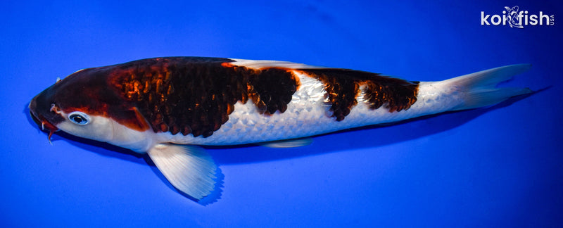 12.75" GINRIN GOROMO