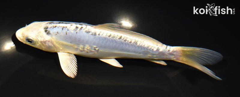 6.75" GINRIN KIKOKURYU