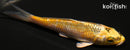 3.5" KUJAKU