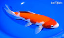 9.75" KOHAKU