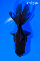 5.25" ORANDA GOLDFISH