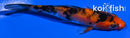 4.5" AKA SANKE