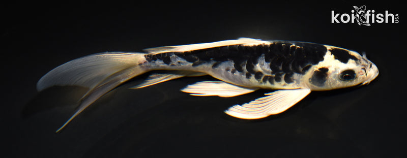 7.5" ARAGOKE KIN KIKOKURYU BUTTERFLY