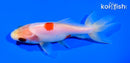 4.5" WAKIN GOLDFISH