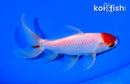 5.5" MARUTEN WATONAI GOLDFISH