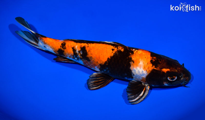 12.5" KIN HI SHOWA