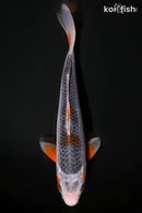 8.25" ASAGI