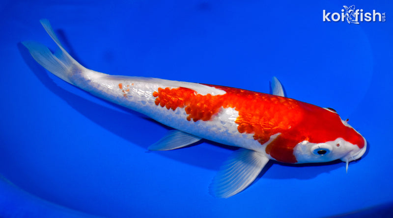 9.75" GINRIN KOHAKU