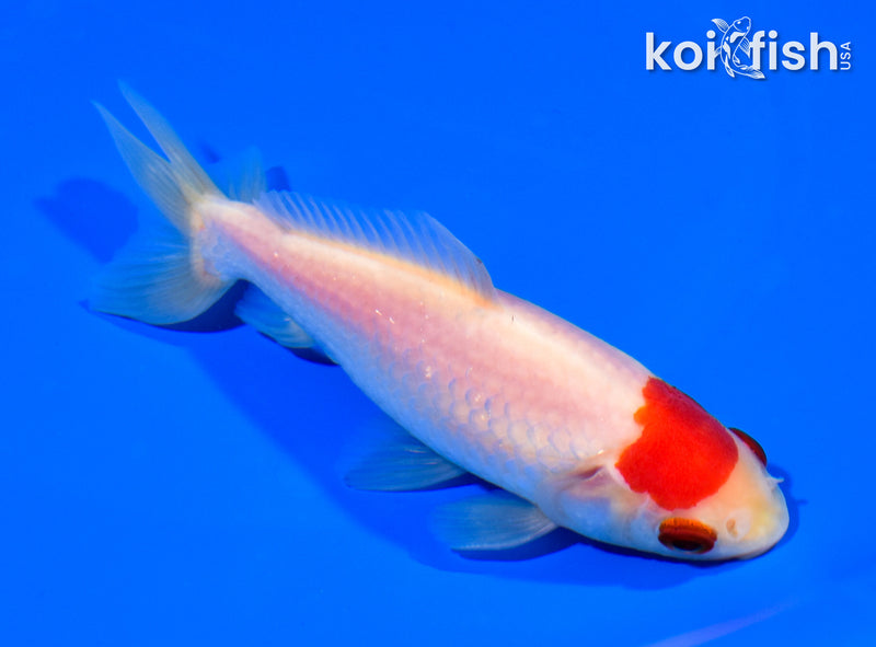 4.75" WAKIN GOLDFISH