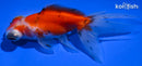 4.5" CALICO TELESCOPE FANTAIL GOLDFISH