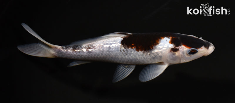6" GINRIN GOROMO