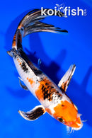 8" YAMATO NISHIKI BUTTERFLY