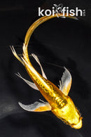 6" KIN KIKOKURYU BUTTERFLY