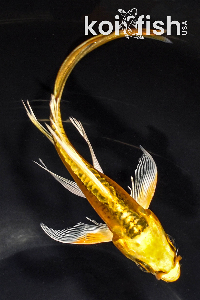 6" KIN KIKOKURYU BUTTERFLY