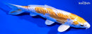 6.5" KIKUSUI