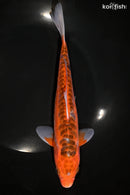 9.25" HI SHUSUI