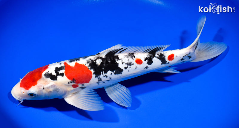 13.75" DOITSU SANKE