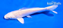 5" PLATINUM OGON