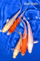 PACK OF (5) 3.75-4.5" STANDARD KOI