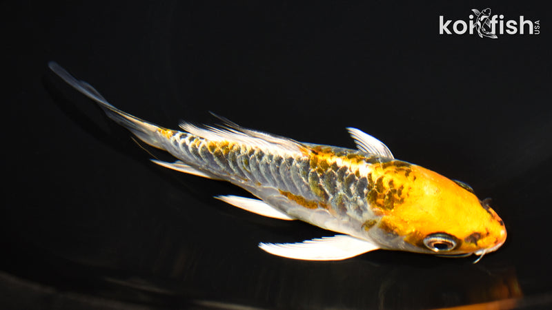 5.75" DOITSU KUJAKU BUTTERFLY