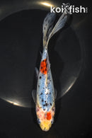 7.25" SHUBUNKIN GOLDFISH