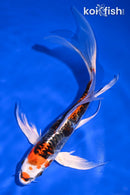 6.75" BENI KIKOKURYU BUTTERFLY