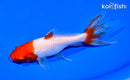 6" WATONAI GOLDFISH