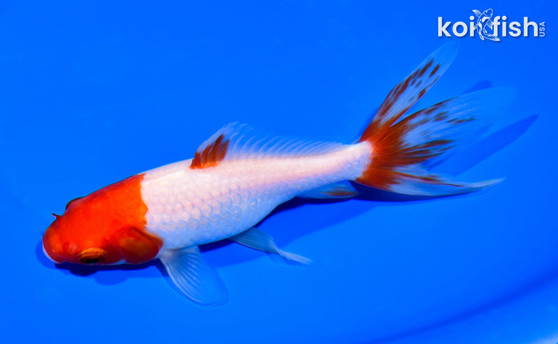 6" WATONAI GOLDFISH