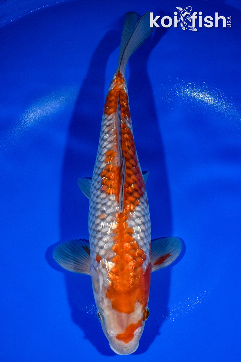 13.25" GINRIN OCHIBA SHIGURE