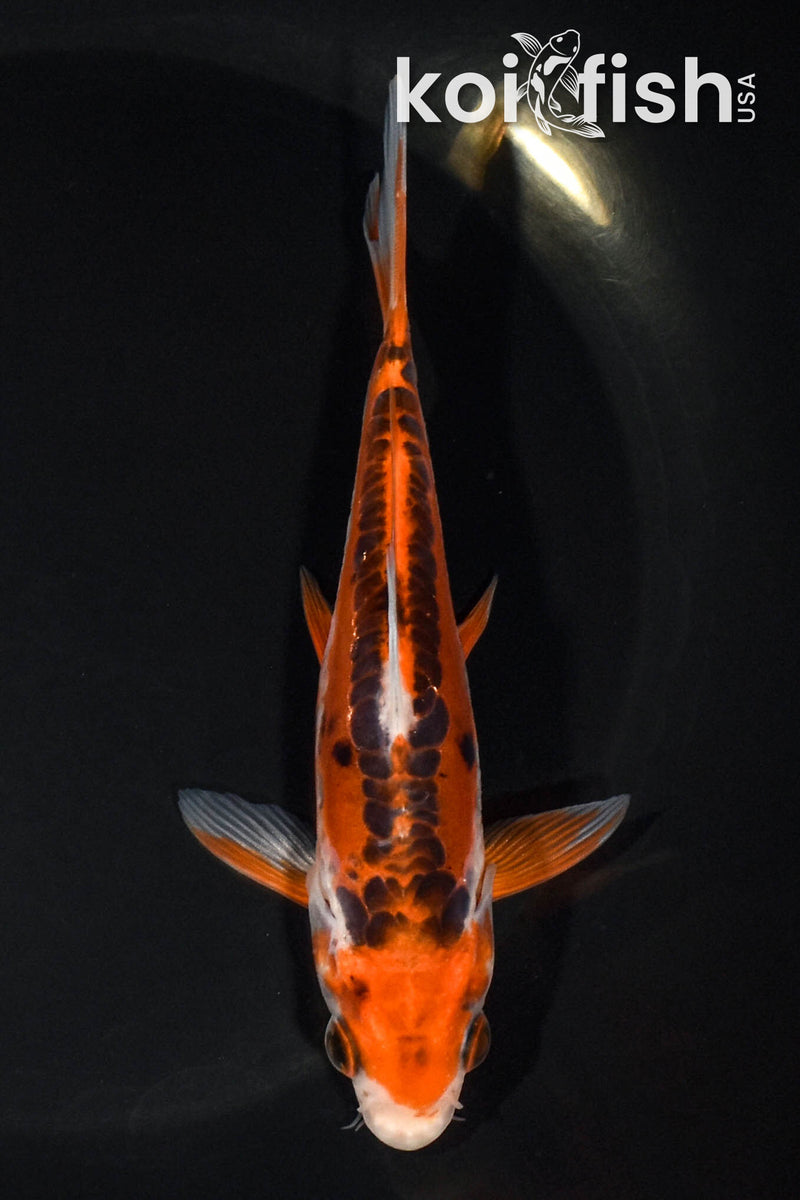 5.5" HI SHUSUI