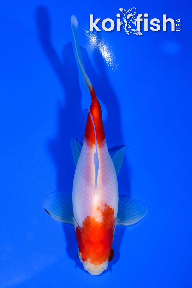 5.25" SARASA COMET GOLDFISH