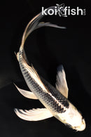 8" GIN MATSUBA BUTTERFLY