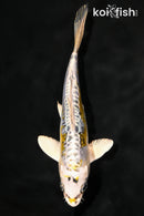 6.25" KIN KIKOKURYU
