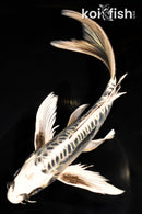 9.5" KIKOKURYU BUTTERFLY
