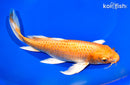 9.75" ORENJI OGON BUTTERFLY
