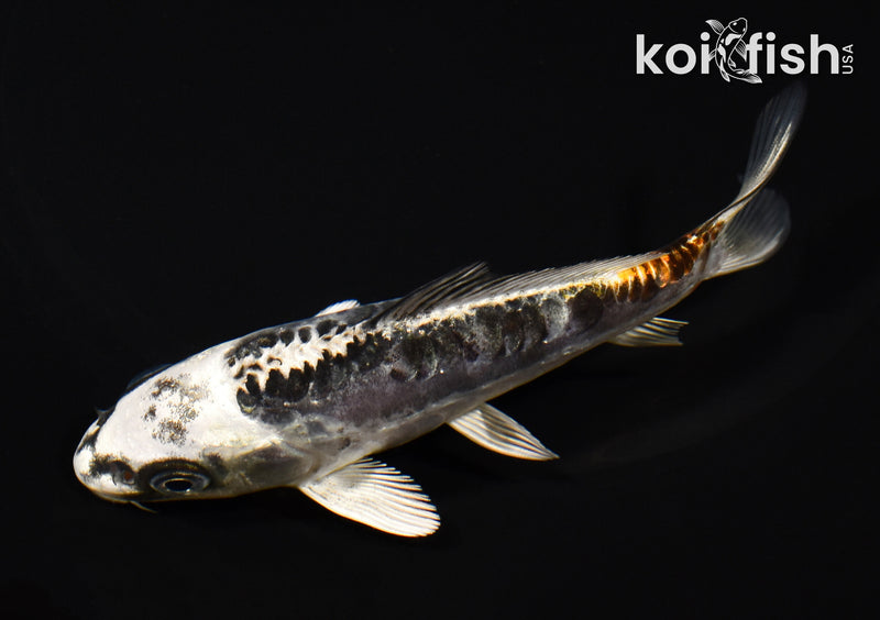 5.25" BENI KIKOKURYU