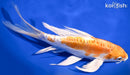 8" KIKUSUI BUTTERFLY