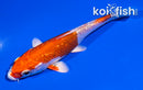 4" GINRIN HARIWAKE