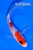 4.5" SANKE BUTTERFLY