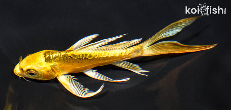 6" KIN KIKOKURYU BUTTERFLY