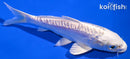 6" DOITSU PLATINUM OGON