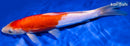 10.5" KIKUSUI