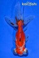 4.5" CALICO TELESCOPE FANTAIL GOLDFISH