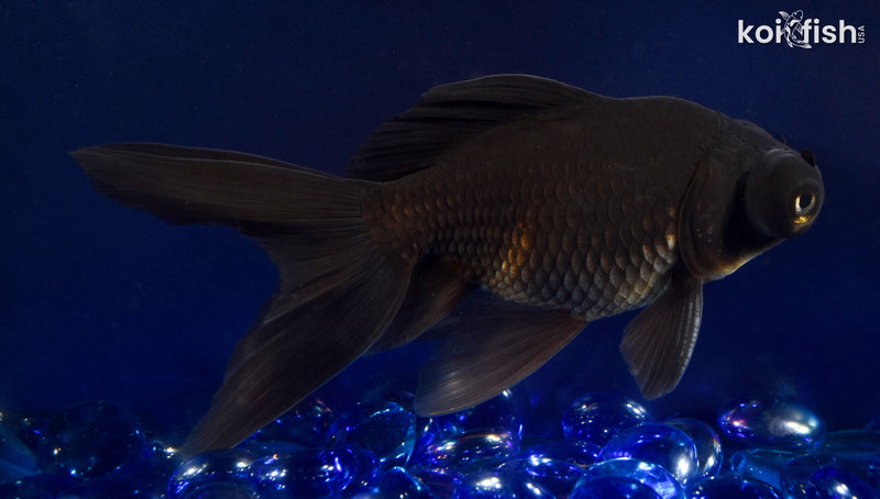5.5" BLACK MOOR GOLDFISH