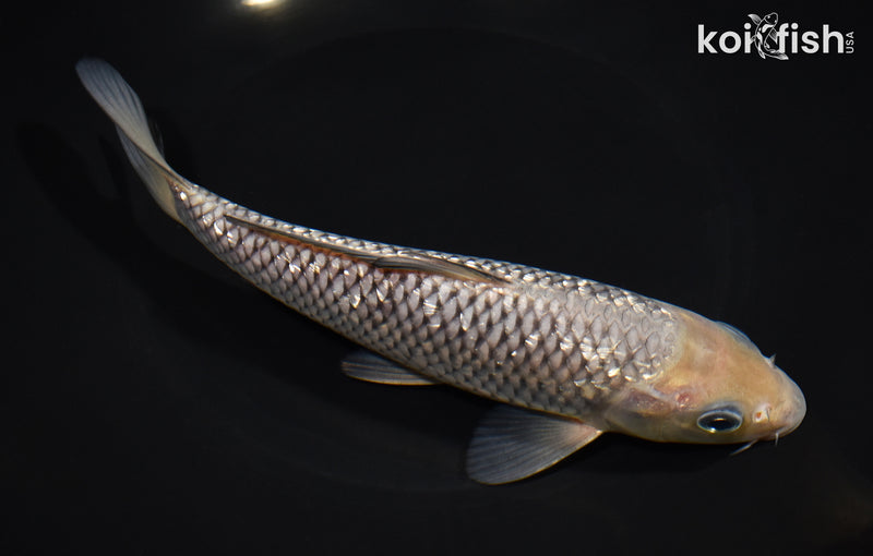 7.75" GINRIN SORAGOI