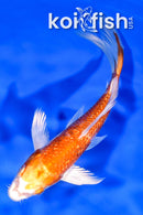 5.5" GINRIN HARIWAKE BUTTERFLY