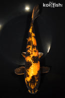 10.75" KIN HI UTSURII